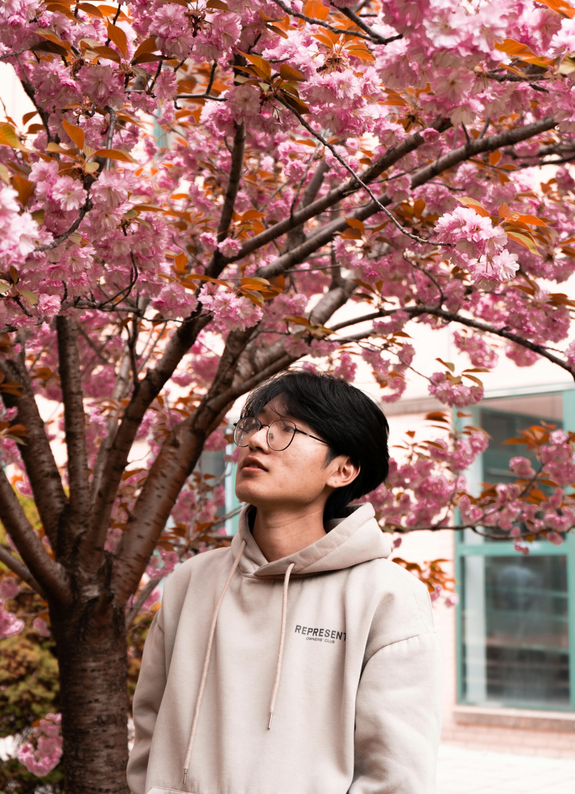 Young person wearing a beige hoodie stands under a blooming pink cherry blossom tree, gazing upwards.