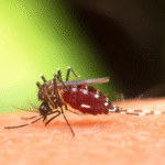Malaria