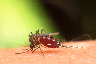Malaria