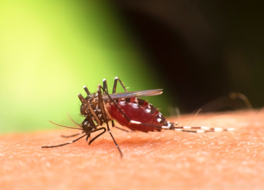 Malaria
