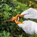 Tree Service