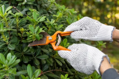 Tree Service
