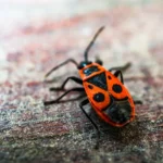 bugsisdead