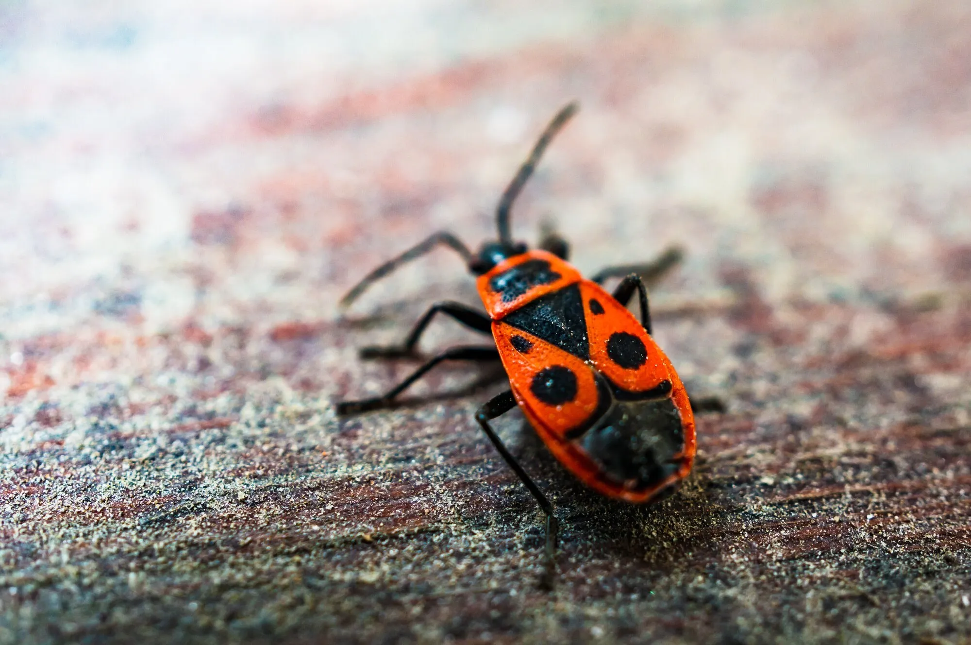 bugsisdead